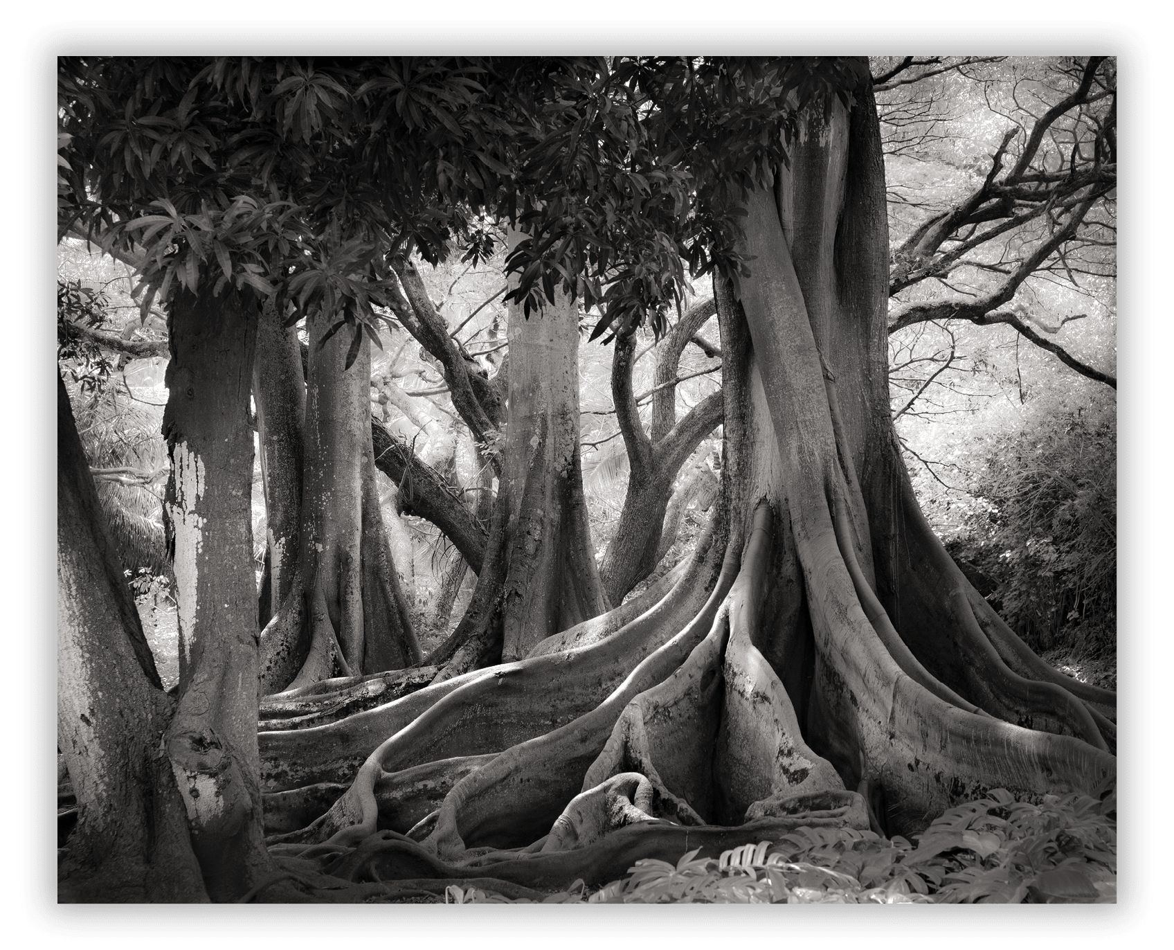 Allerton Botanical Garden