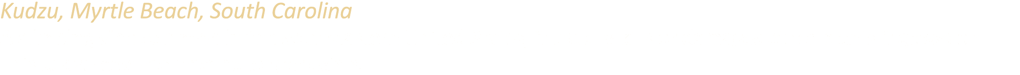 Kudzu, Myrtle Beach, South Carolina A climbing vine common in the southeastern United States, it usually kills or dam...