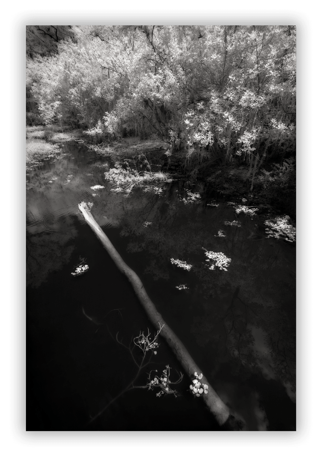 Big Cyprus Swamp, Florida